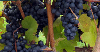 Blaufrankisch Grapes
