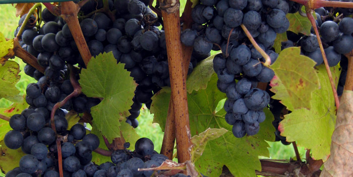 Blaufrankisch Grapes