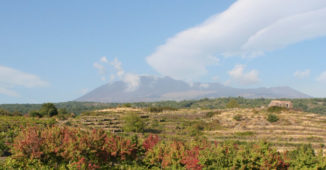 Mt. Etna vineyards