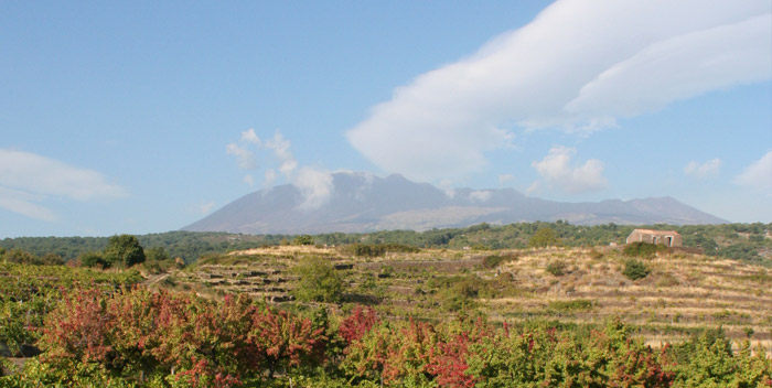 Mt. Etna vineyards