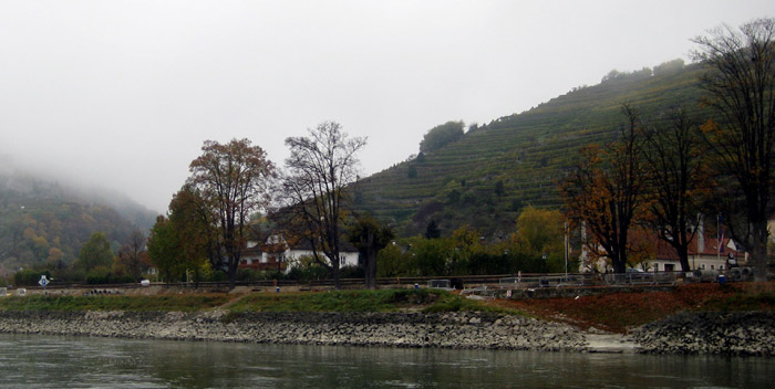Vineyards along the Danube River